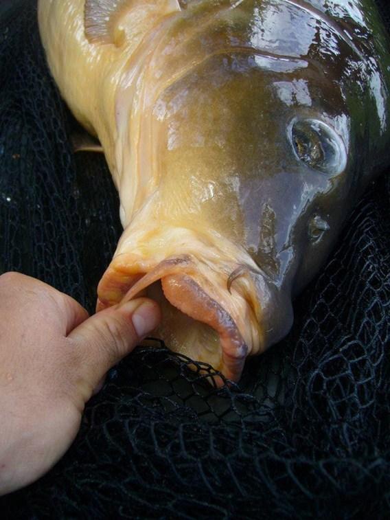 fishing 2 - 3892283973344250531283217198n.jpg